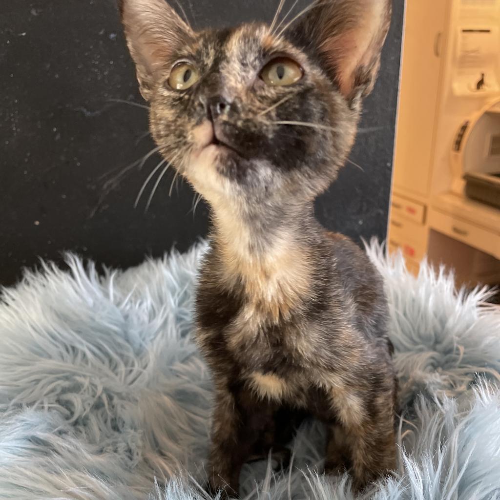 Enlarge Tortielinnie, a Adoptable Domestic Short Hair in Brawley, CA image 6/6