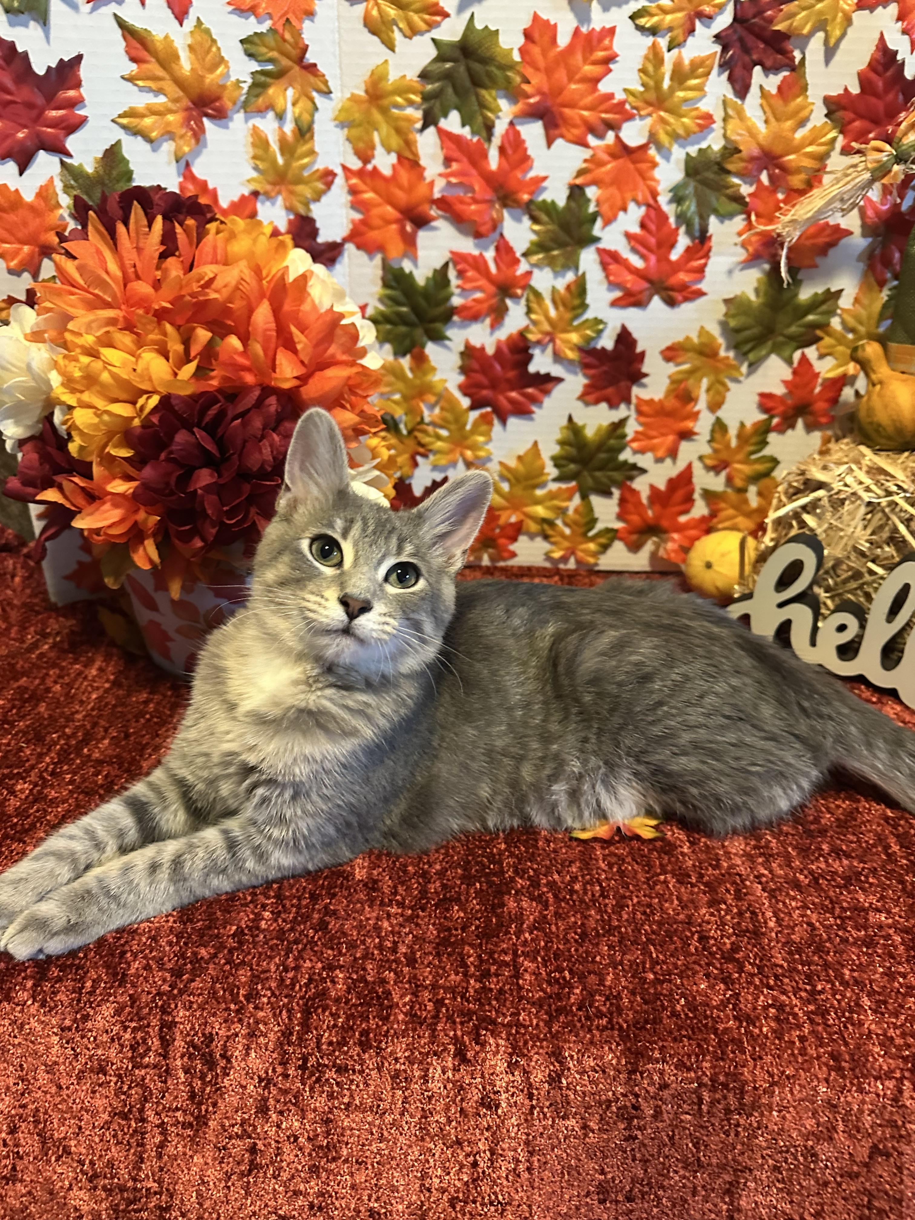 Leonard “Lenny”, Adoptable, Young Male Domestic Short Hair.