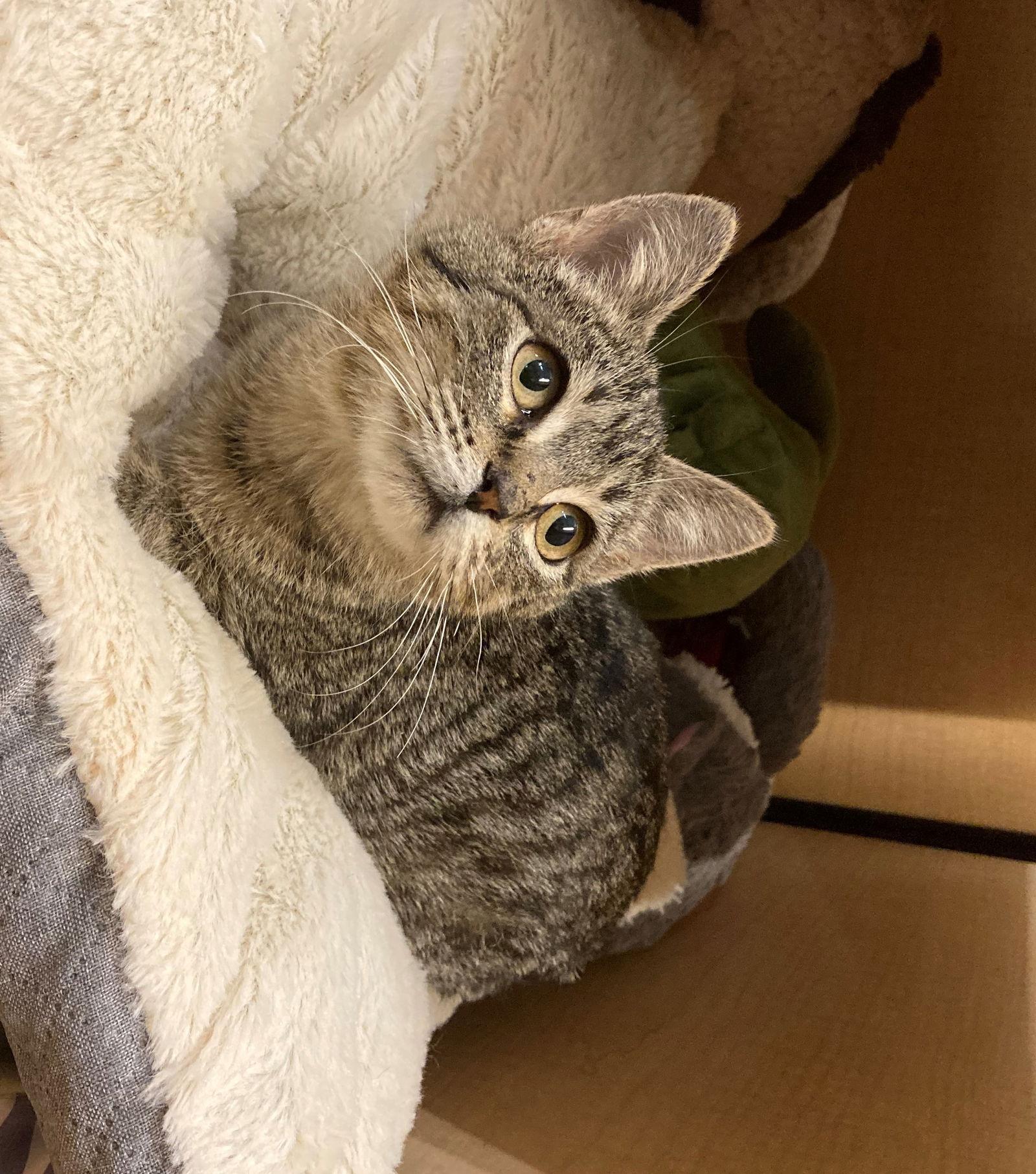 Olive, a Adoptable Domestic Short Hair in Texarkana, TX image 2/6