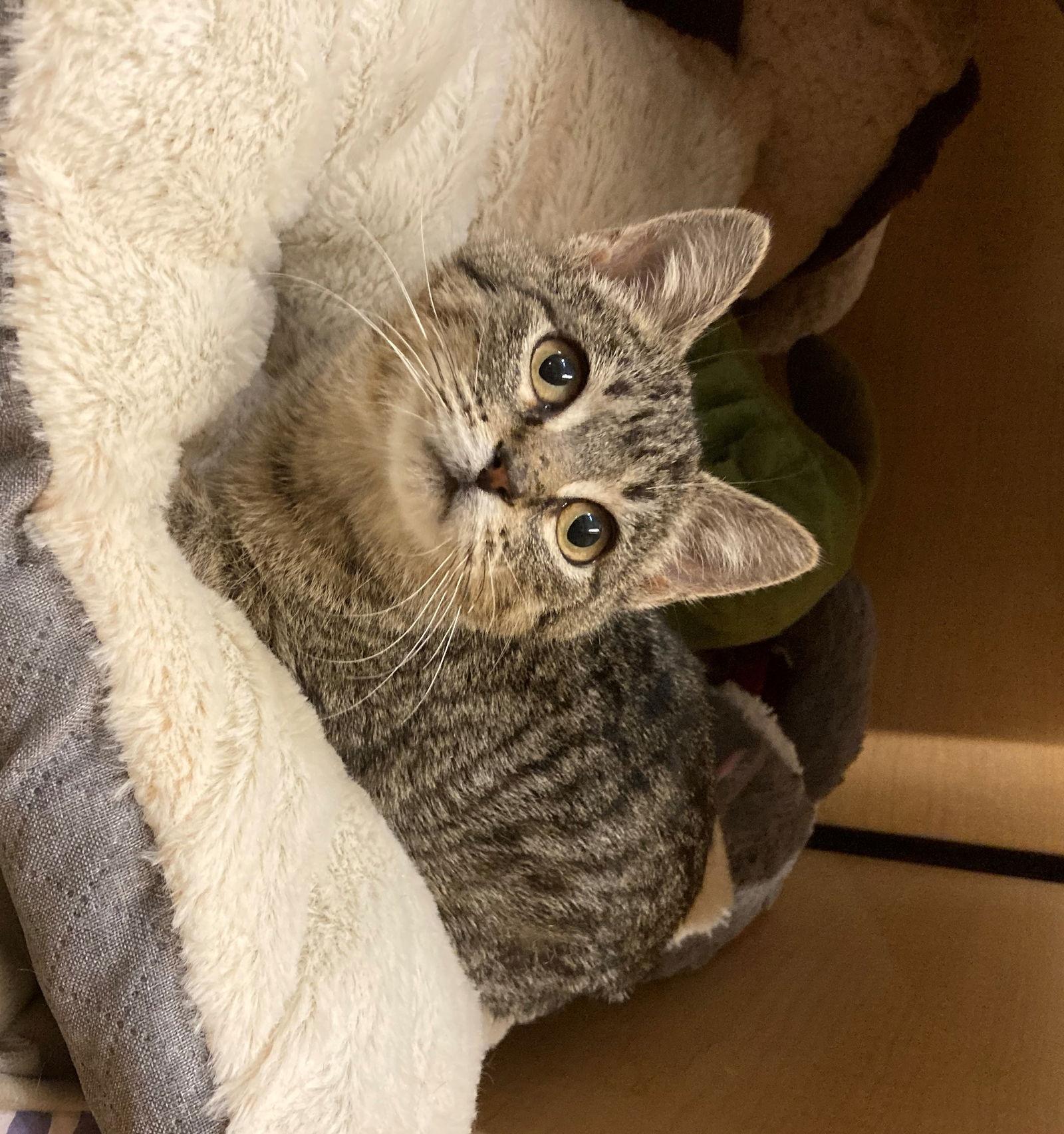Olive, a Adoptable Domestic Short Hair in Texarkana, TX image 3/6