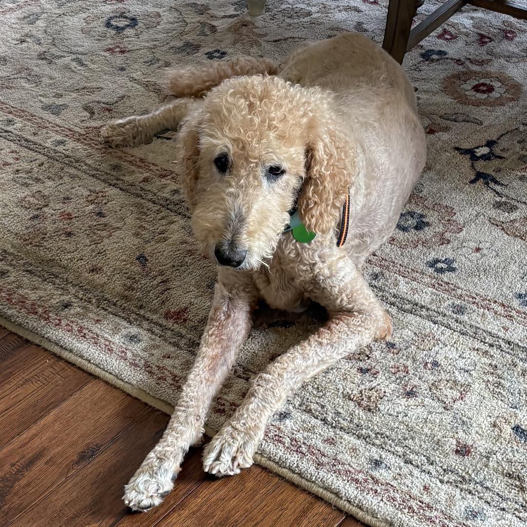 Huey Howard (Benefactor Dog)