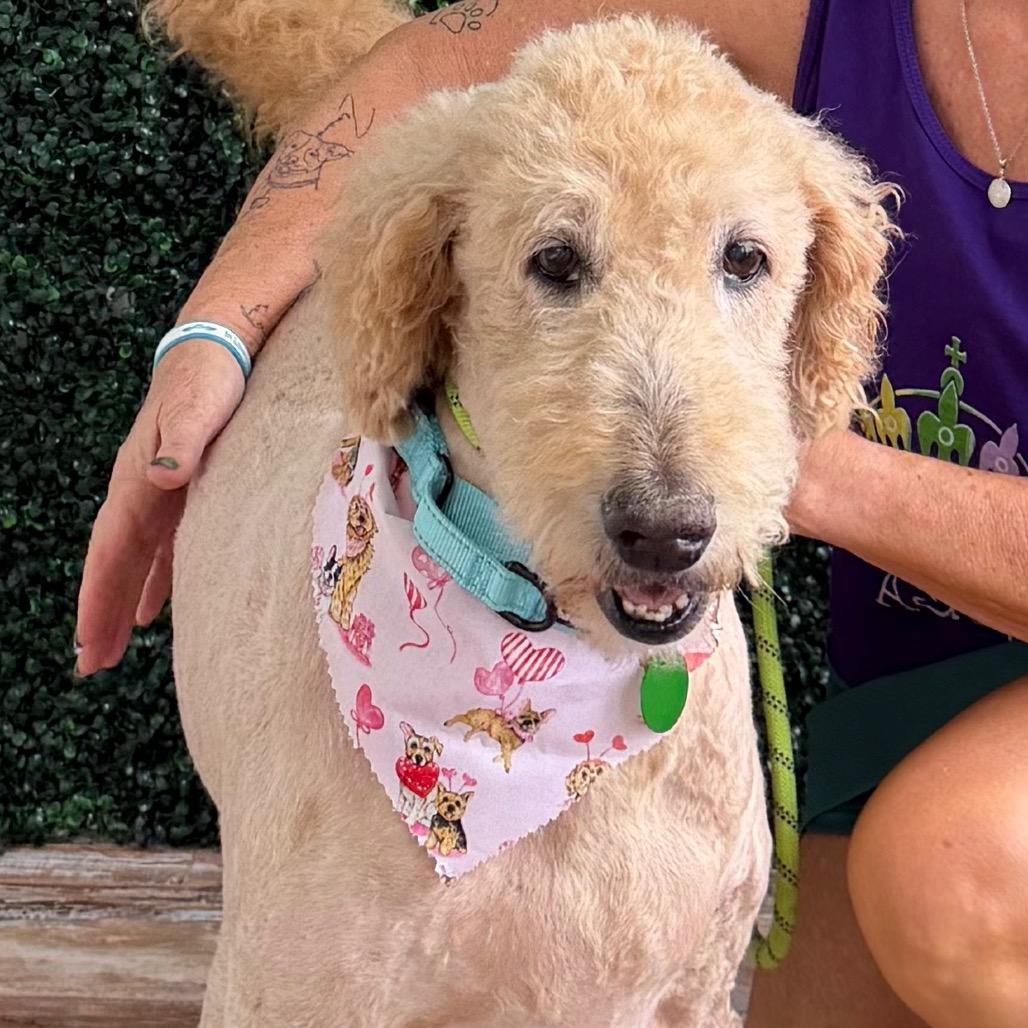 Huey Howard (Benefactor Dog) — thumbnail 2