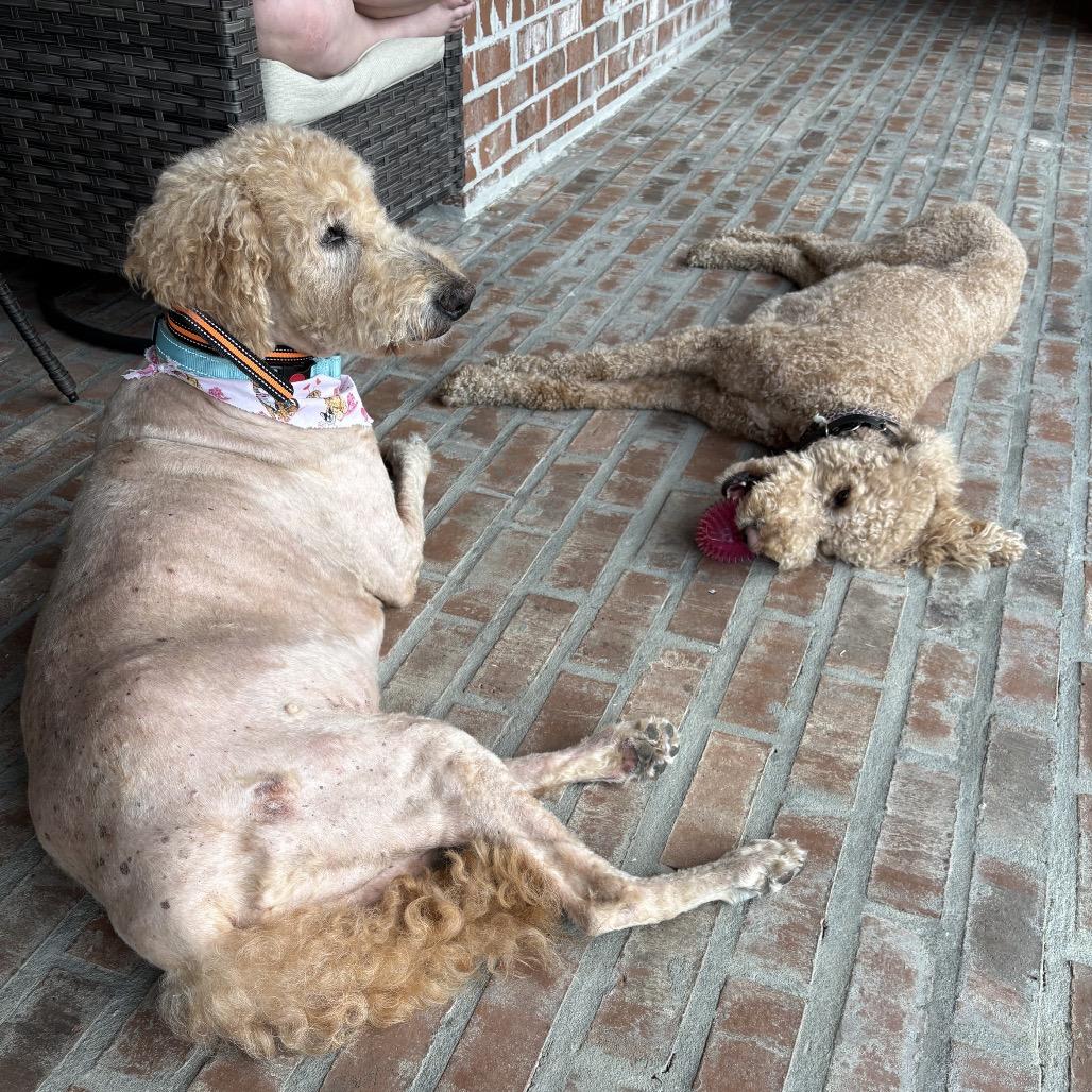 Huey Howard (Benefactor Dog) — thumbnail 3