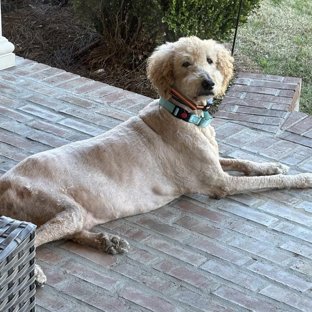 Huey Howard (Benefactor Dog) — thumbnail 4