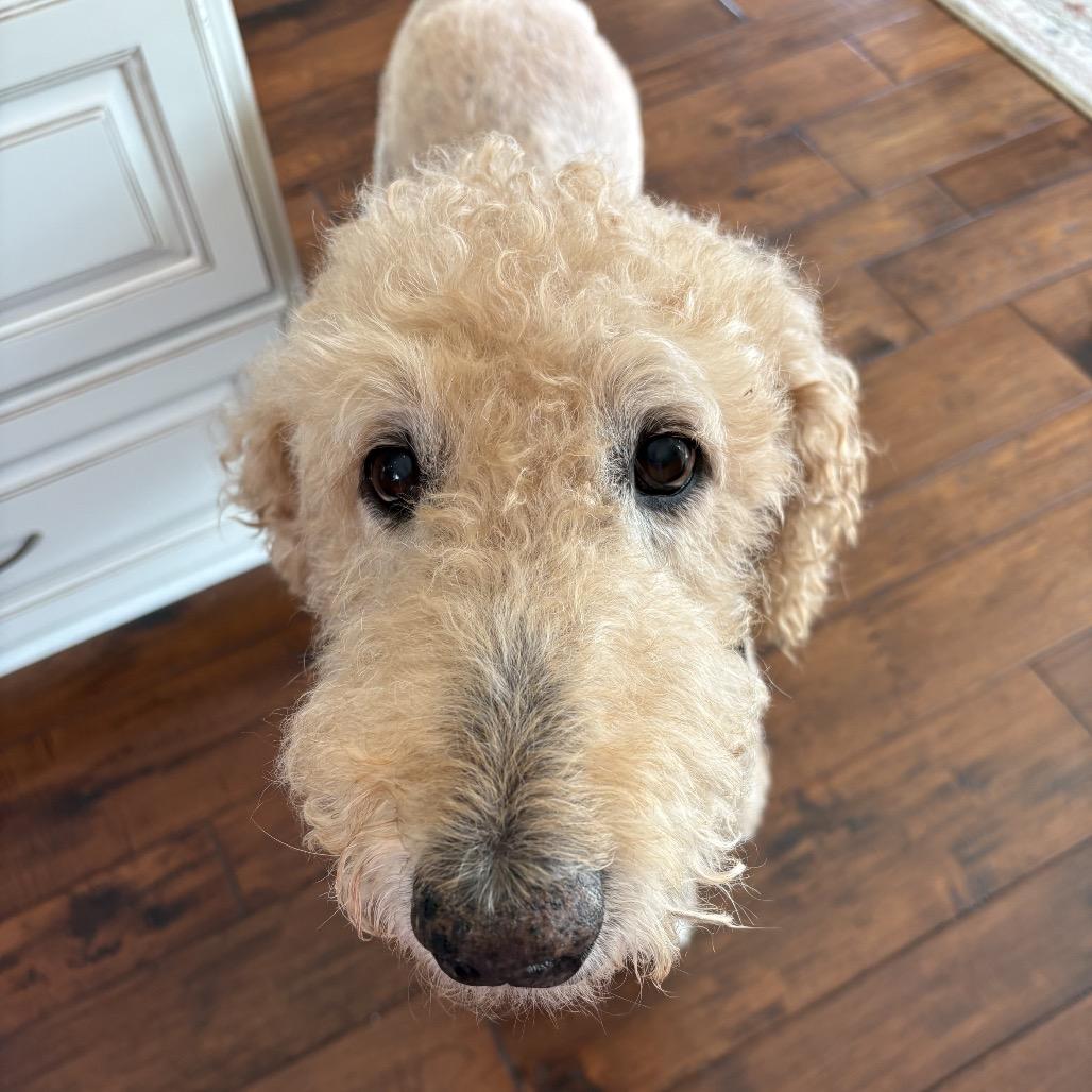 Huey Howard (Benefactor Dog) — thumbnail 5