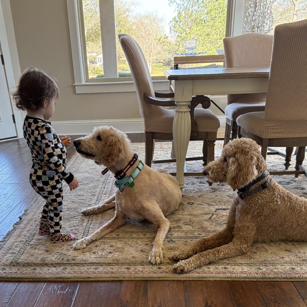 Huey Howard (Benefactor Dog) — thumbnail 6