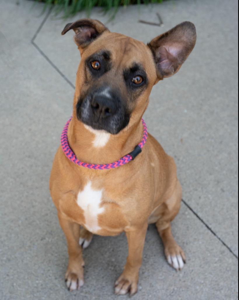 Maya, Adoptable, Adult Female Staffordshire Bull Terrier.