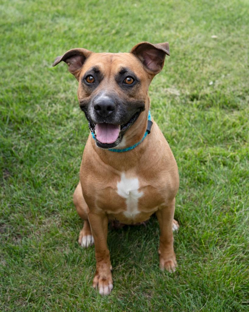 Enlarge Maya, a Adoptable Staffordshire Bull Terrier in Boone, IA image 2/2