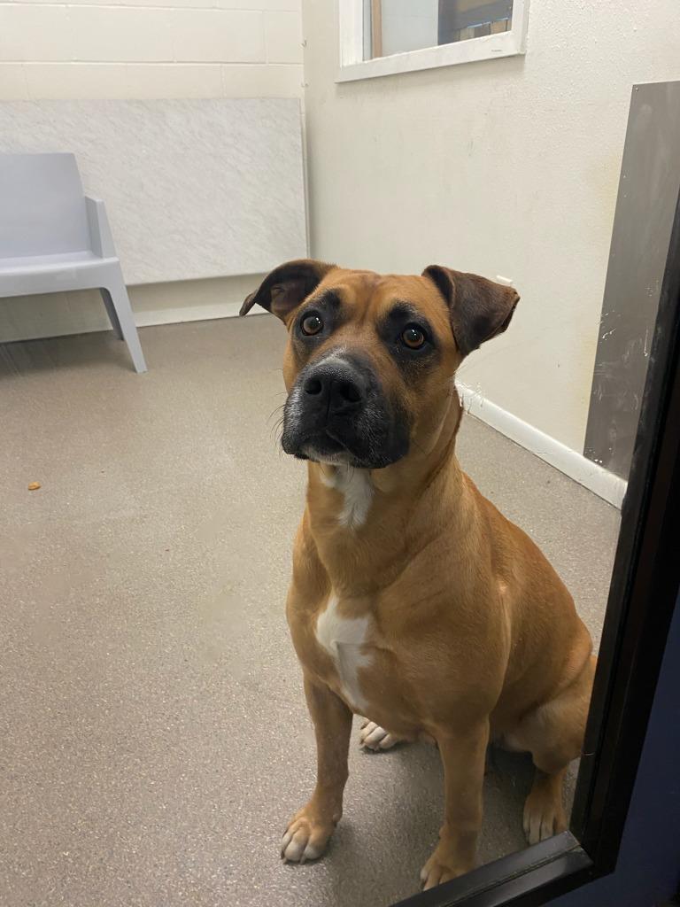 Maya, a Adoptable Staffordshire Bull Terrier in Boone, IA image 2/2