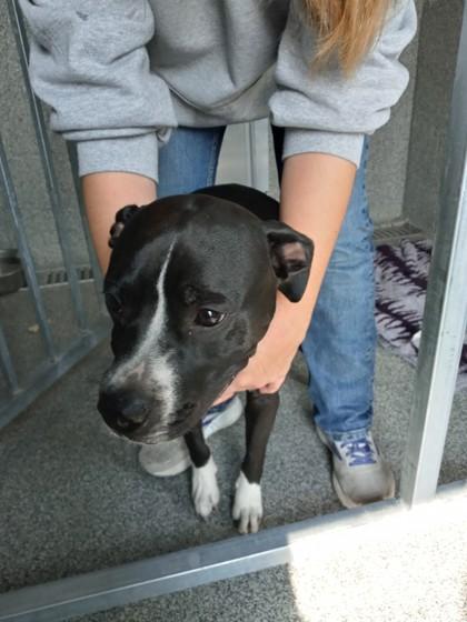 Enlarge Beatrice, a Adoptable Pit Bull Terrier in Hamilton, MT image 2/2