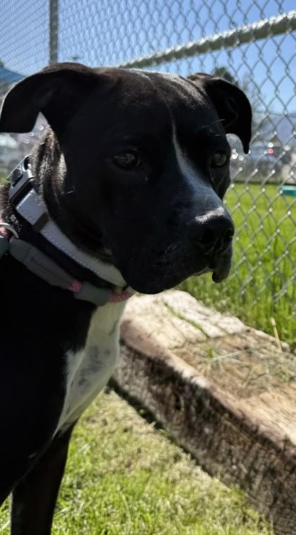 Beatrice, Adoptable, Adult Female Pit Bull Terrier.