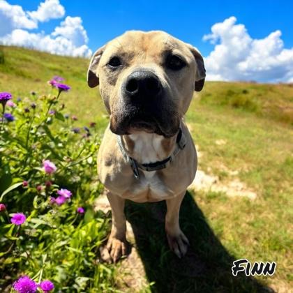 Finn, a Adoptable mixed breed in Cumberland, MD image 1/2