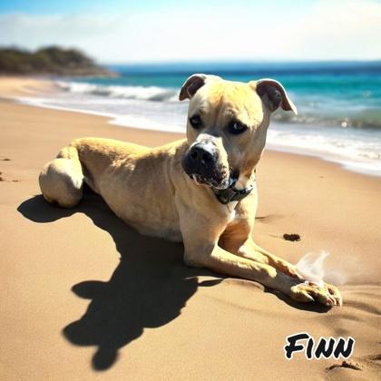 Finn, a Adoptable mixed breed in Cumberland, MD image 2/2