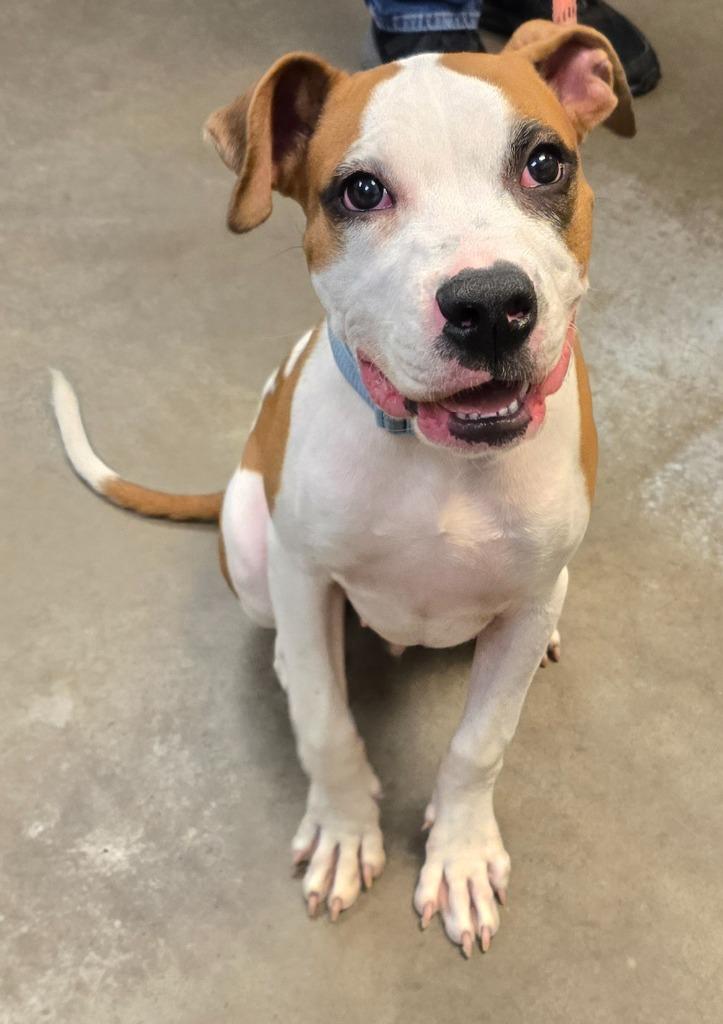 Boyd, a Adoptable mixed breed in Murphysboro, IL image 1/4