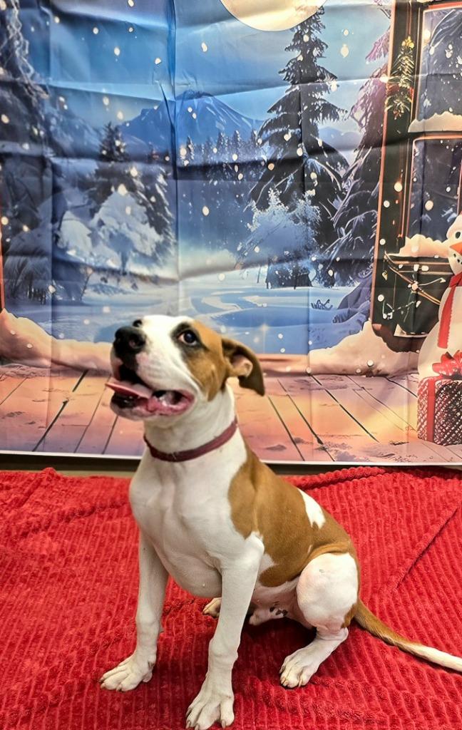 Boyd, a Adoptable mixed breed in Murphysboro, IL image 2/4