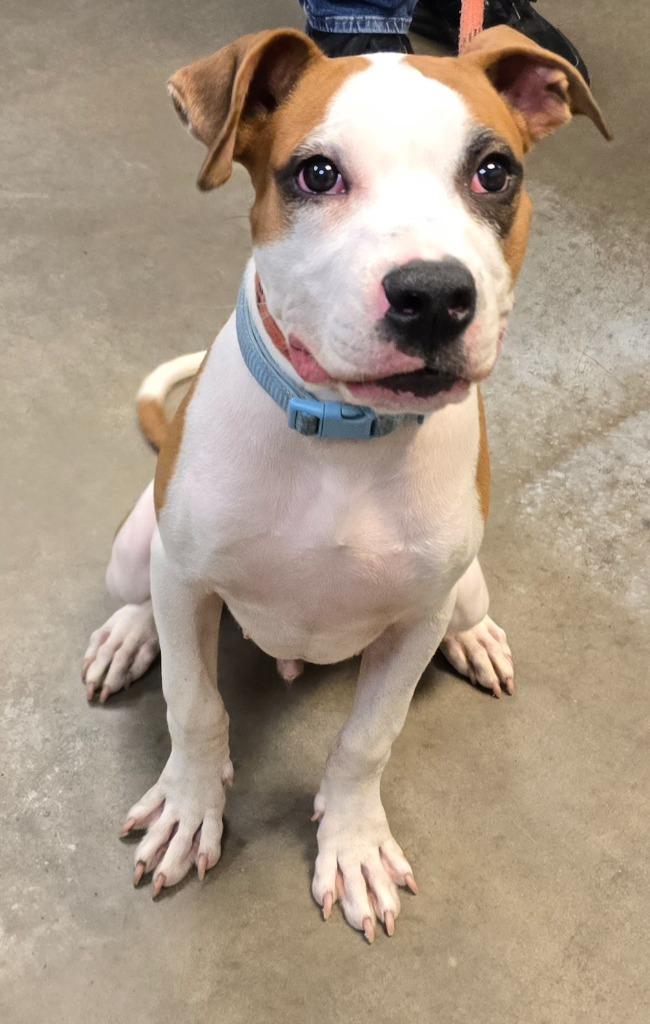 Boyd, a Adoptable mixed breed in Murphysboro, IL image 3/4