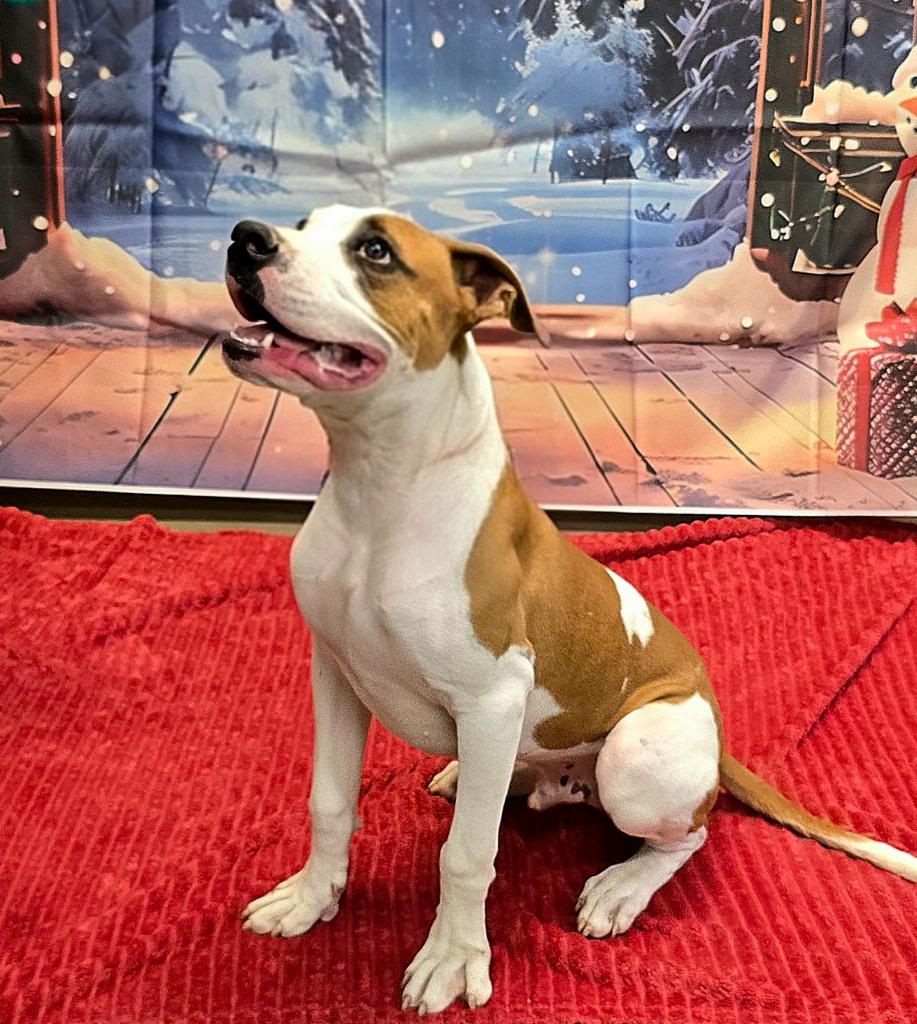 Boyd, a Adoptable mixed breed in Murphysboro, IL image 4/4