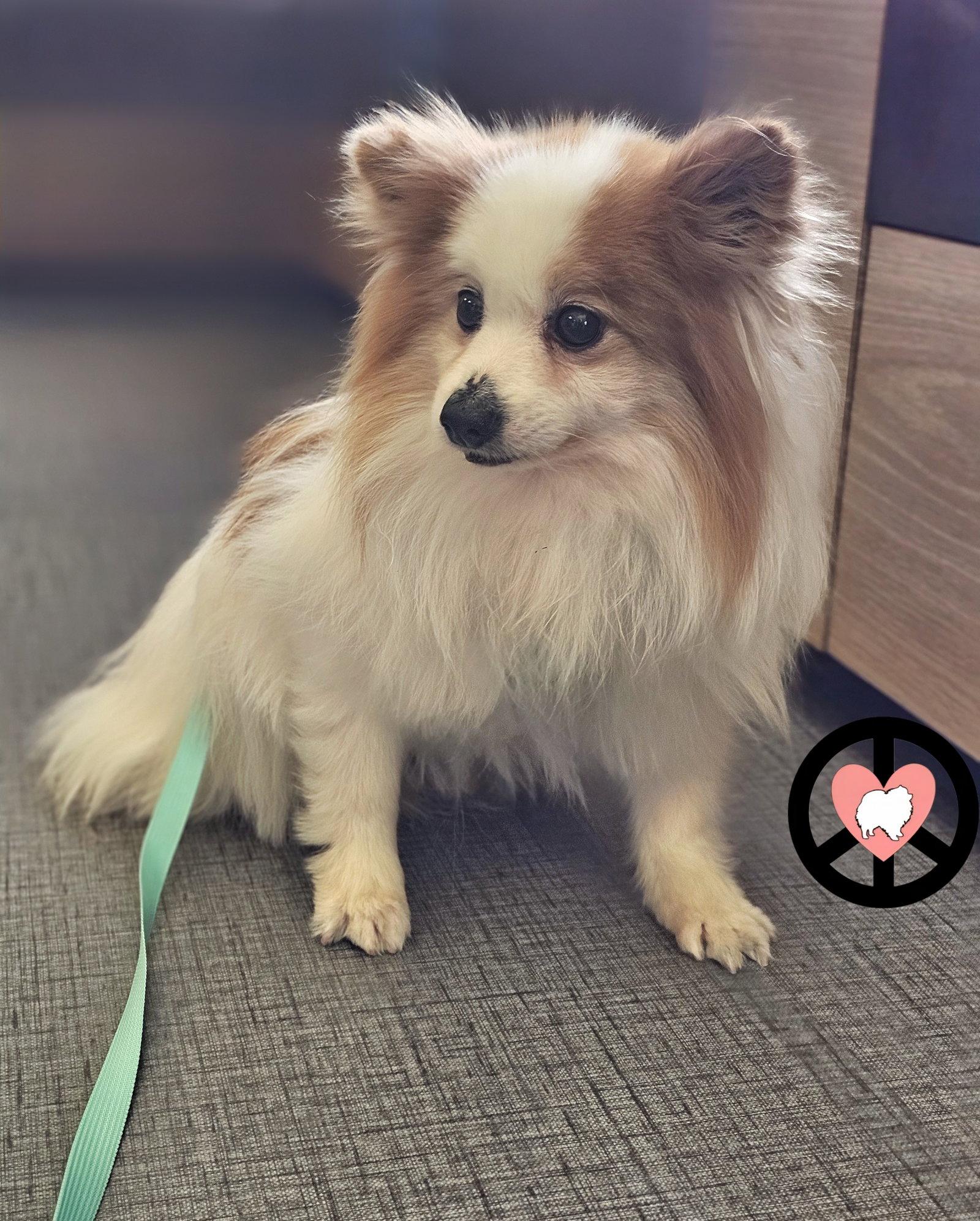 Enlarge Benedict, a Adopted Pomeranian in Lebanon, PA image 1/3