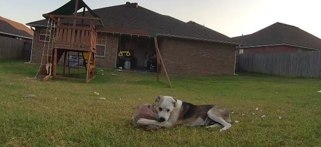 Bandit, Adoptable, Senior Female Australian Shepherd.
