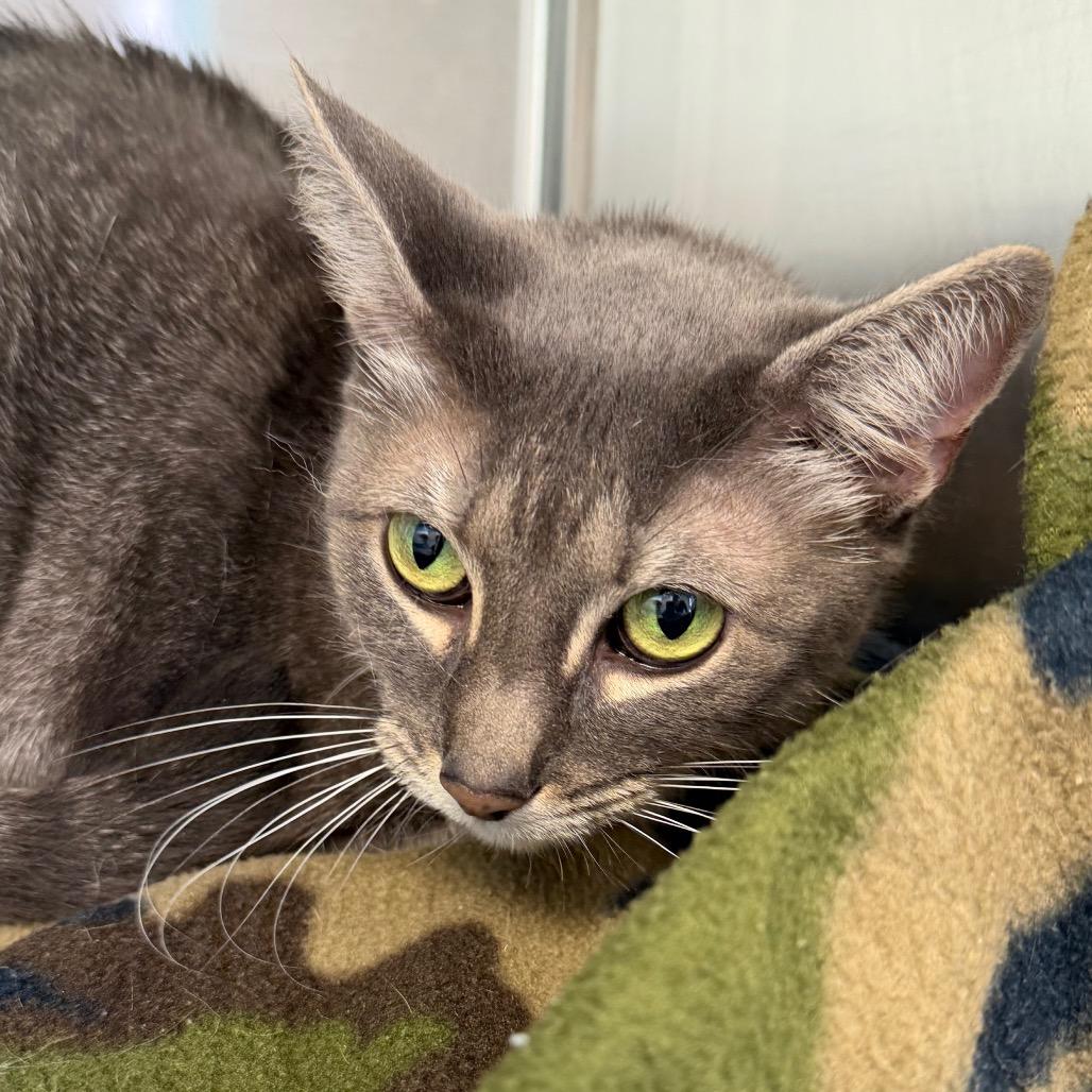 Mia, Adoptable, Adult Female Domestic Short Hair.