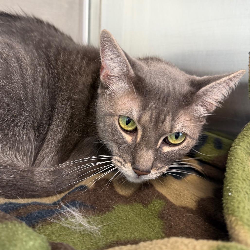 Enlarge Mia, a Adoptable Domestic Short Hair in Marshall, TX image 2/2