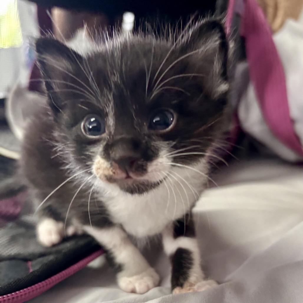 Toothless, Adoptable, Kitten Male Domestic Short Hair.