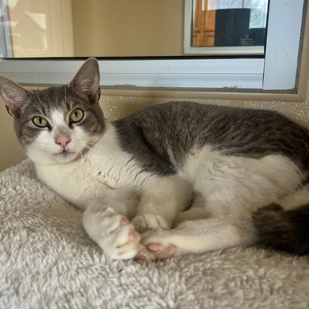 Cosmo, Adoptable, Adult Male Domestic Short Hair.