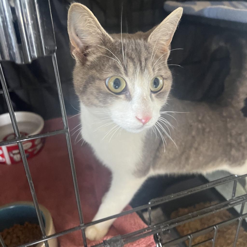 Enlarge Cosmo, a Adoptable Domestic Short Hair in Fredericksburg, TX image 2/6