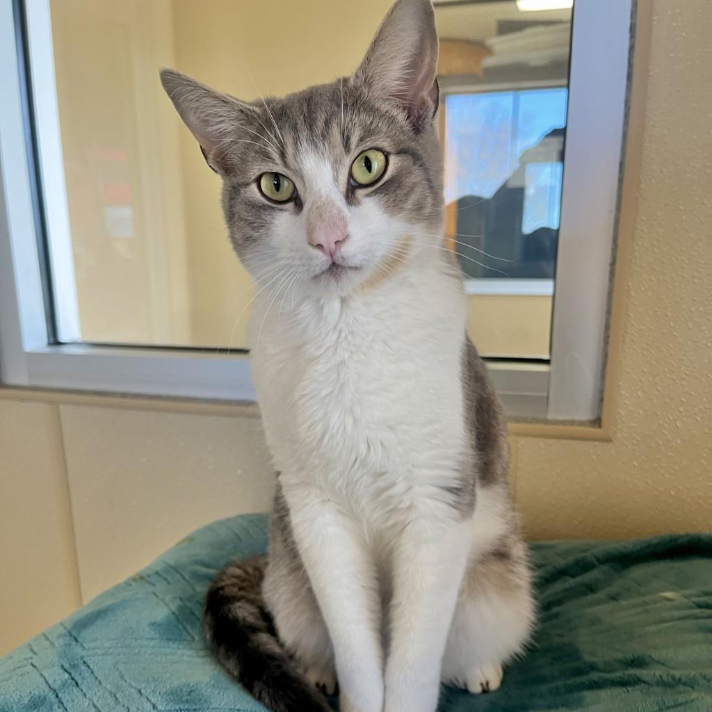 Enlarge Cosmo, a Adoptable Domestic Short Hair in Fredericksburg, TX image 4/6