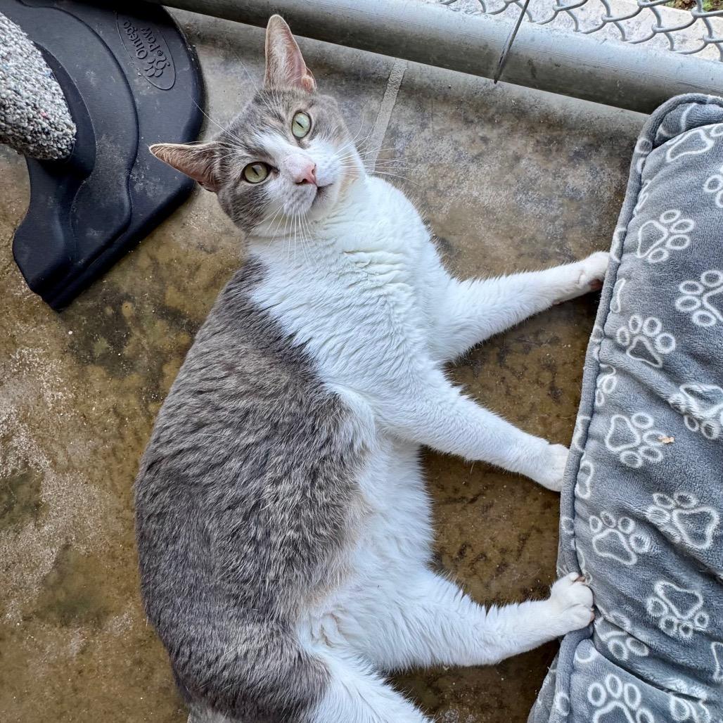 Enlarge Cosmo, a Adoptable Domestic Short Hair in Fredericksburg, TX image 5/6