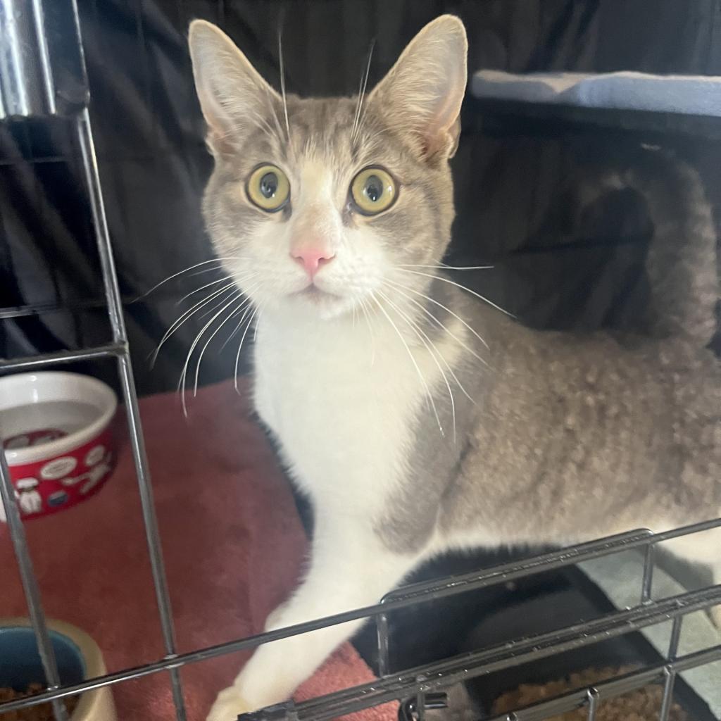Enlarge Cosmo, a Adoptable Domestic Short Hair in Fredericksburg, TX image 6/6