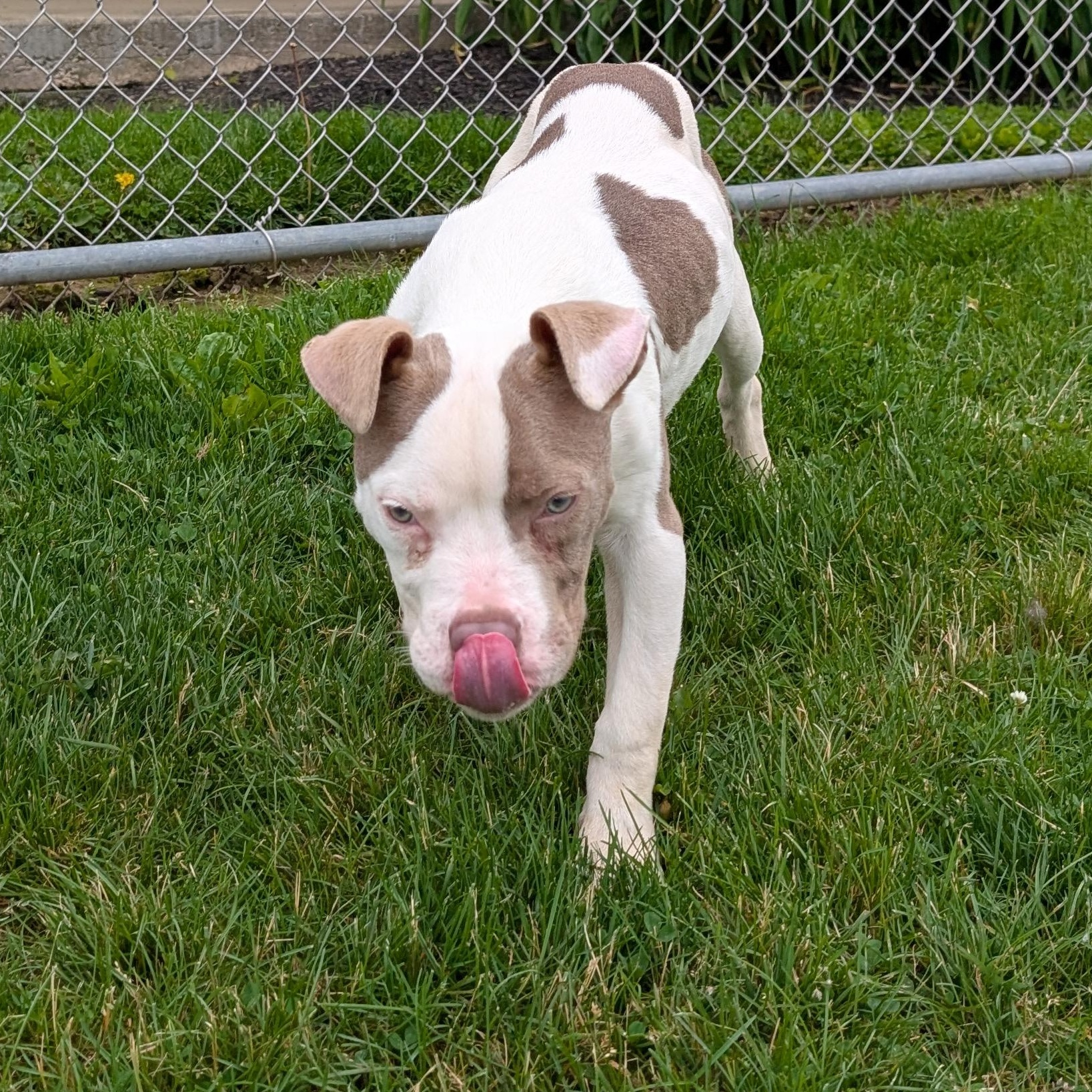 Enlarge 190507 Bluey, a ADOPTABLE Pit Bull Terrier in Ravenna, OH image 2/5