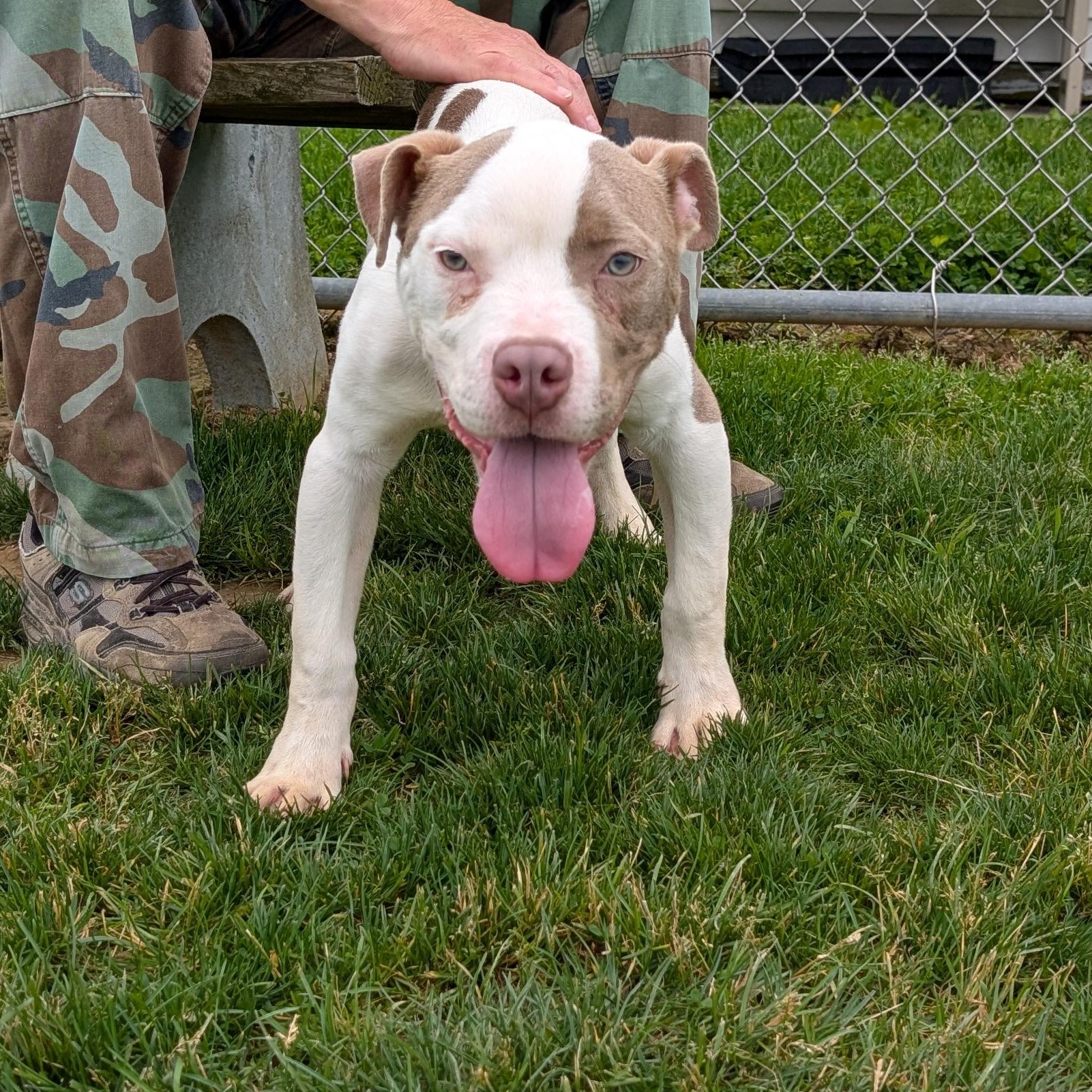 Enlarge 190507 Bluey, a ADOPTABLE Pit Bull Terrier in Ravenna, OH image 3/5