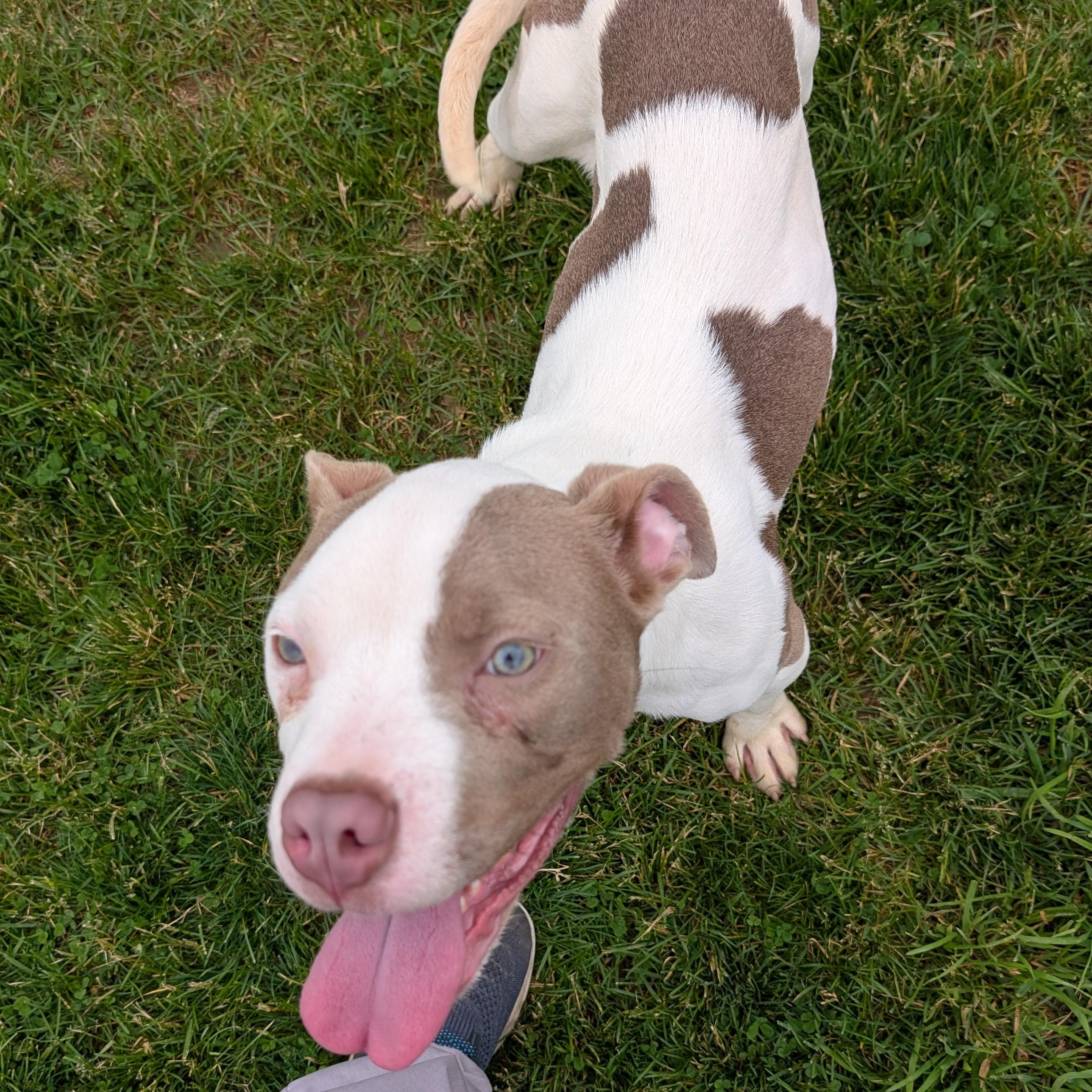 Enlarge 190507 Bluey, a ADOPTABLE Pit Bull Terrier in Ravenna, OH image 4/5