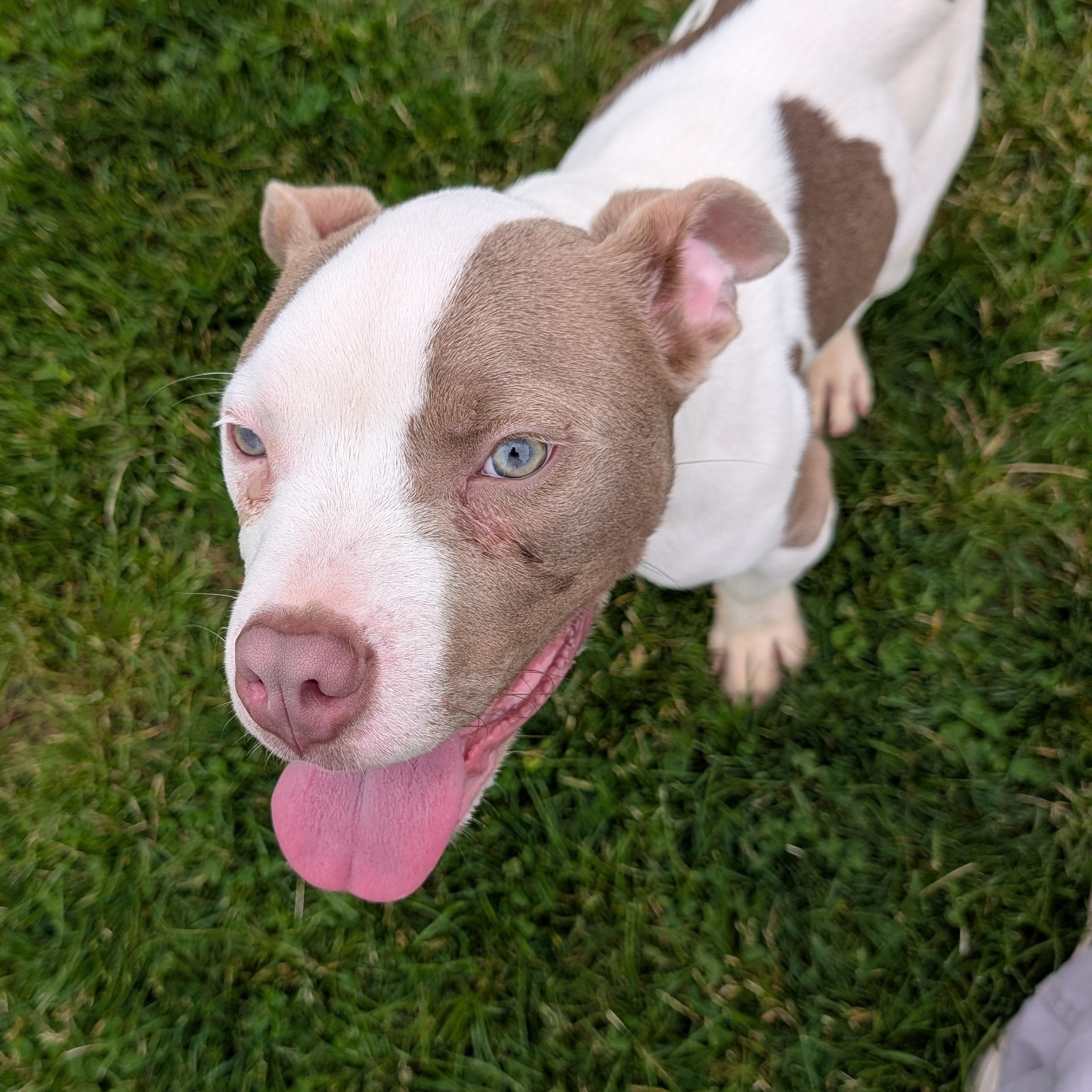 190507 Bluey, ADOPTABLE, Young Male Pit Bull Terrier.