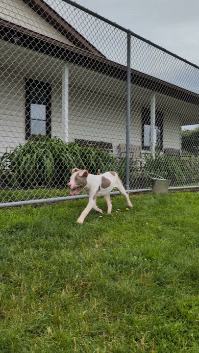 Enlarge 190507 Bluey, a ADOPTABLE Pit Bull Terrier in Ravenna, OH video 5/5