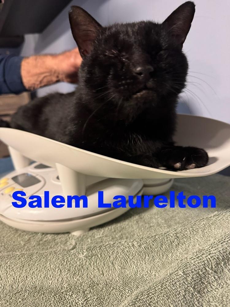 Enlarge Salem Laurelton, a Adoptable mixed breed in Westbury, NY image 1/1