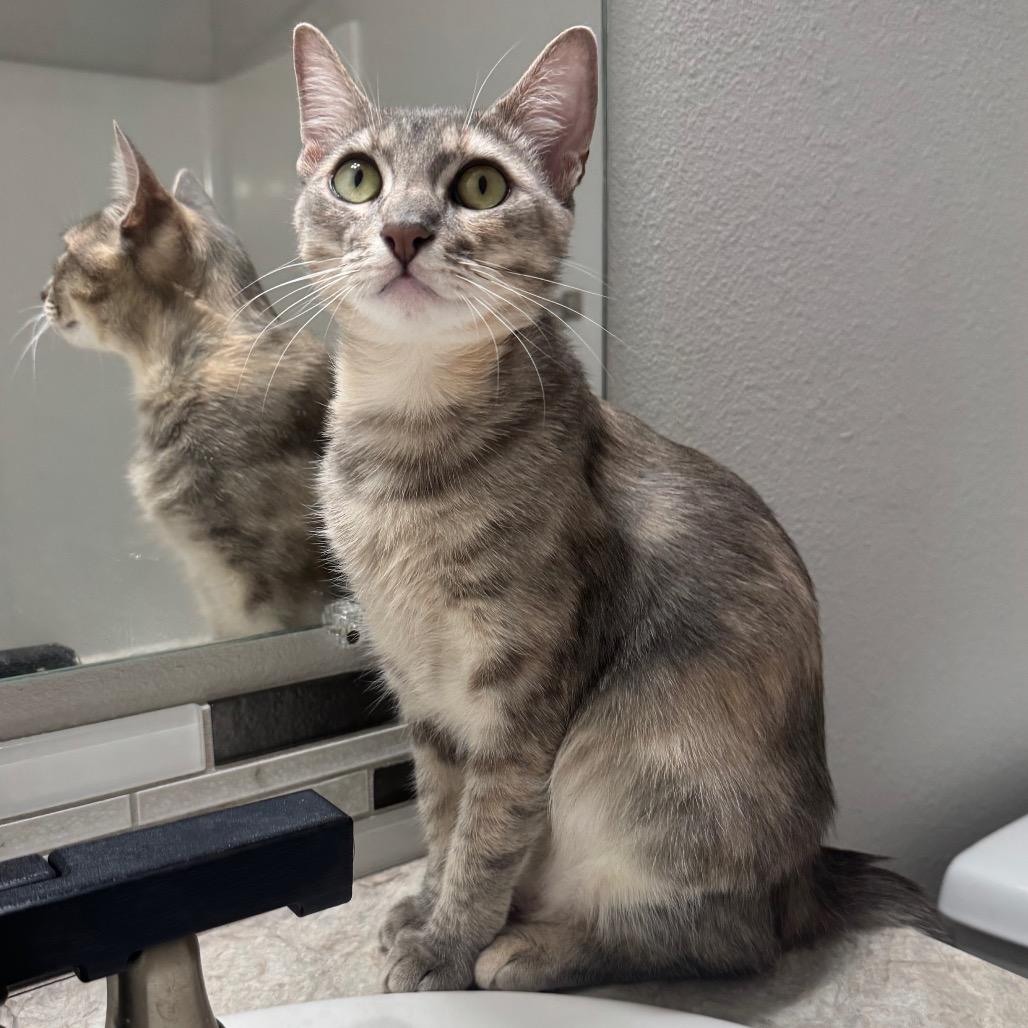 Molly, Adoptable, Young Female Domestic Short Hair.