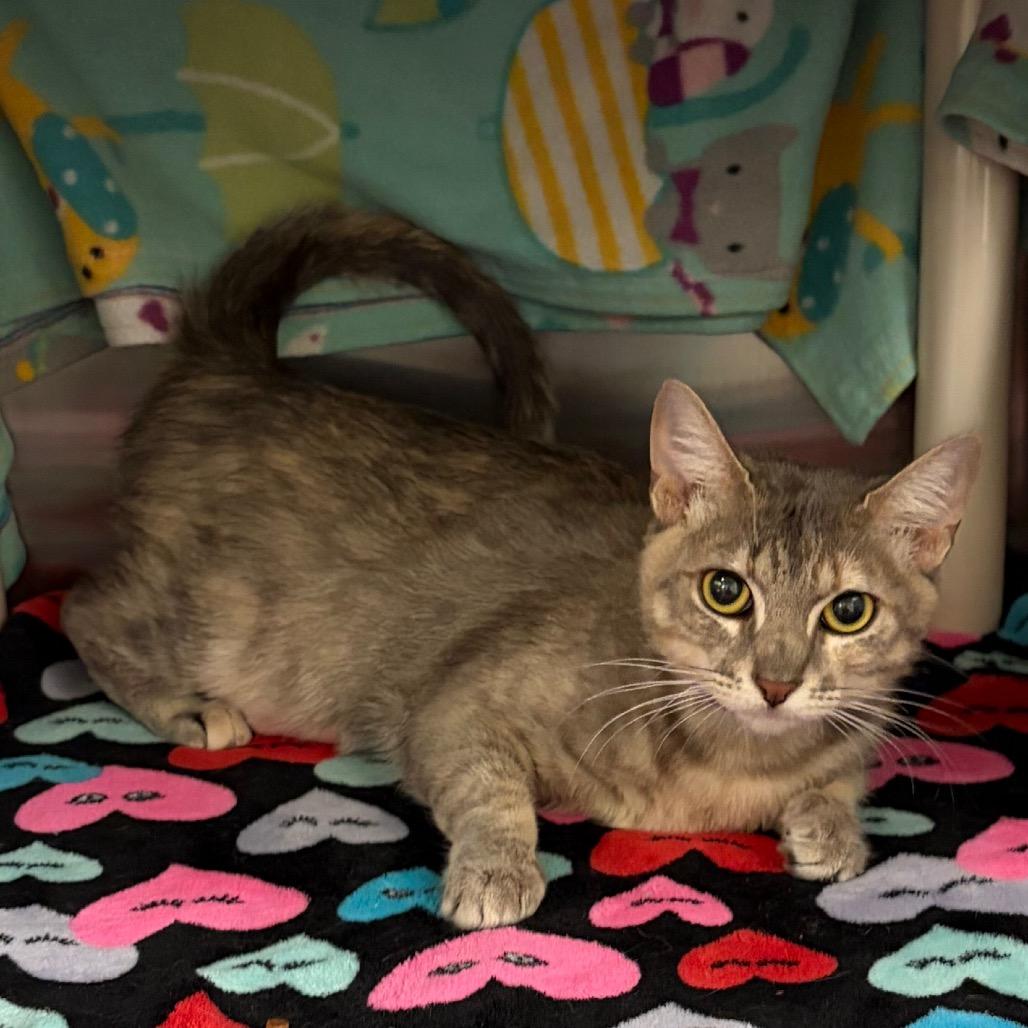 Enlarge Molly, a Adoptable Domestic Short Hair in Keizer, OR image 2/4