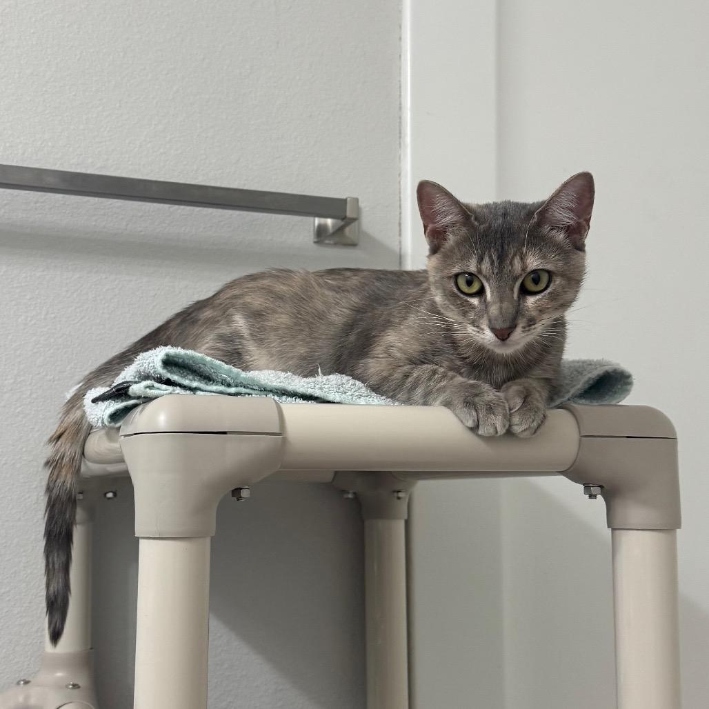 Enlarge Molly, a Adoptable Domestic Short Hair in Keizer, OR image 3/4