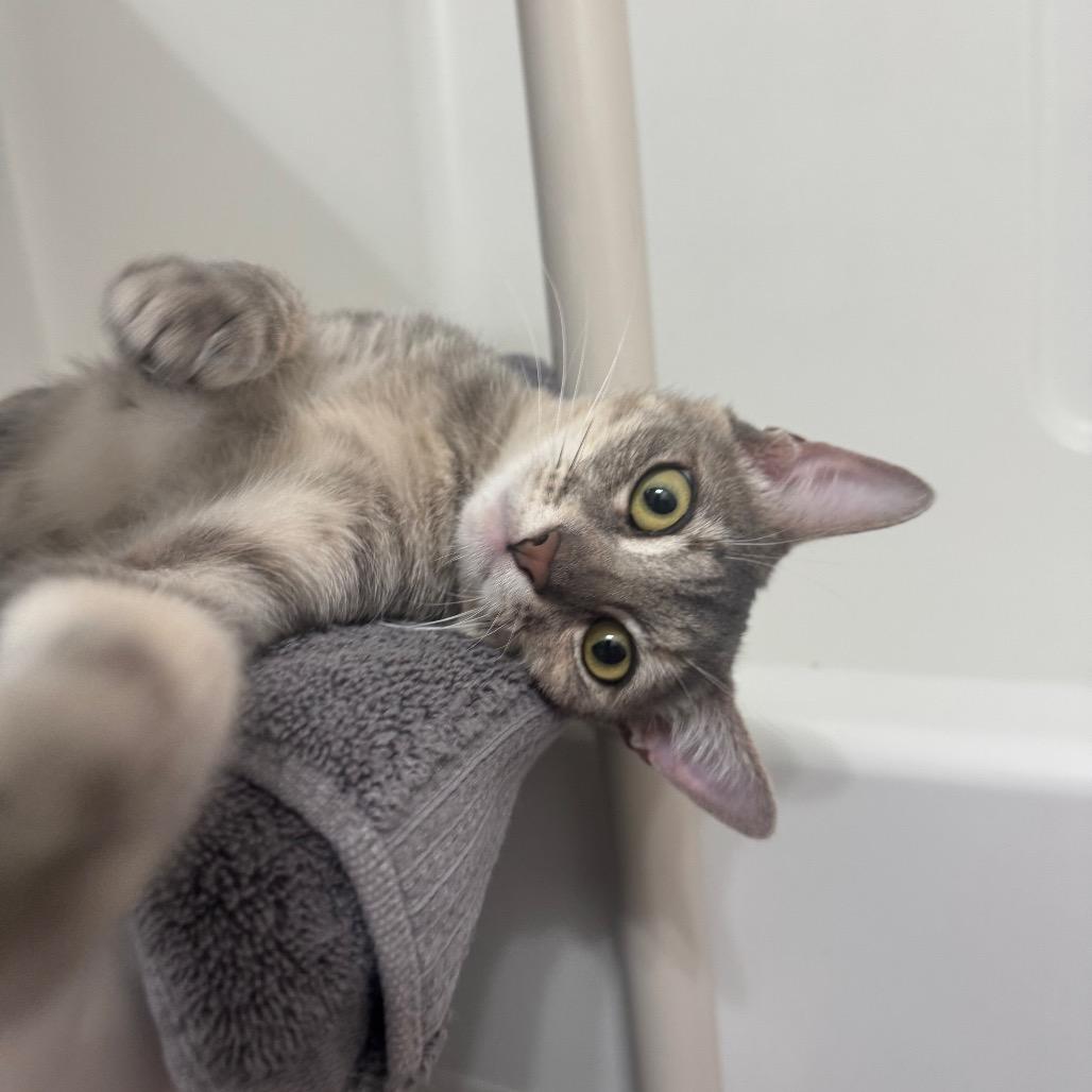 Enlarge Molly, a Adoptable Domestic Short Hair in Keizer, OR image 4/4