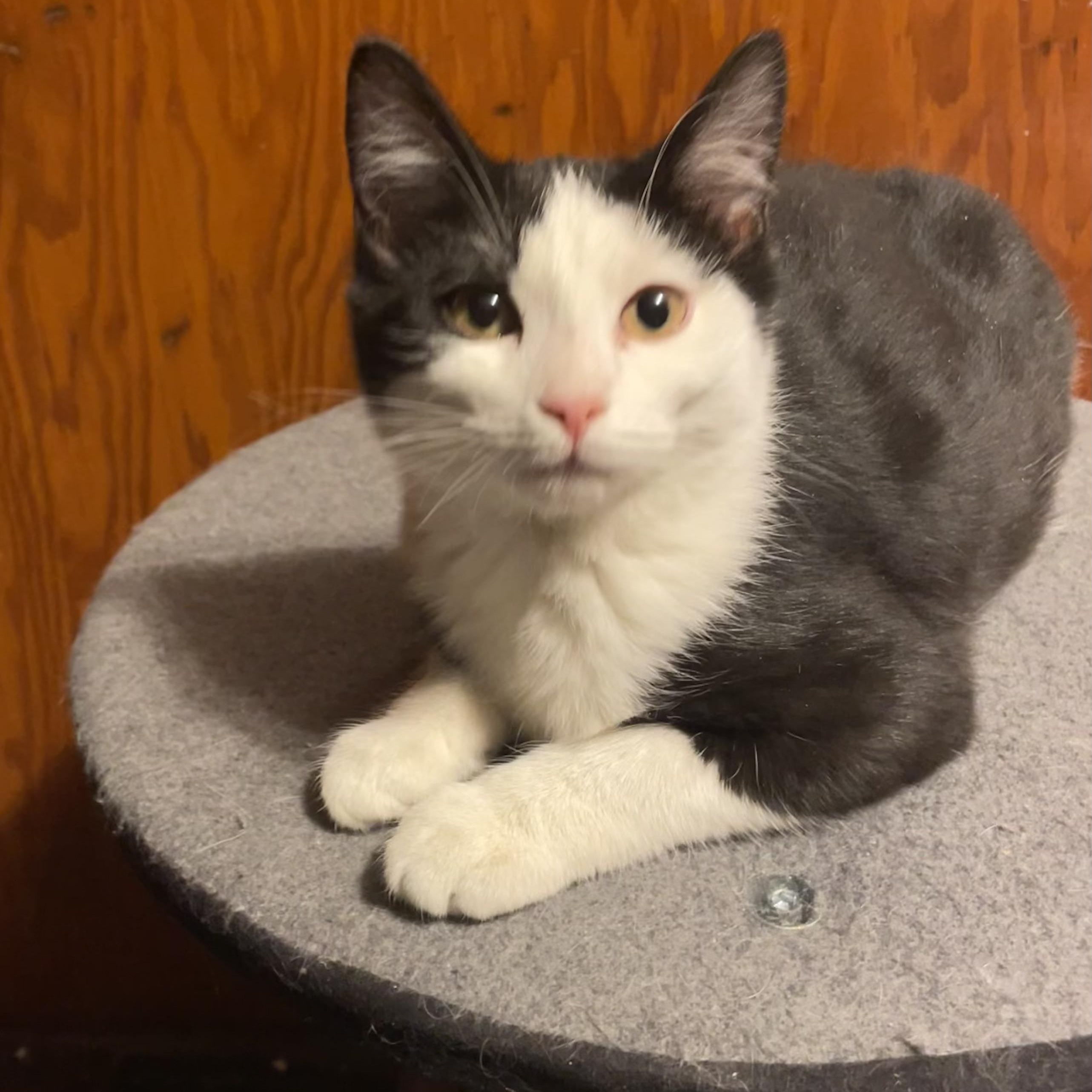 Enlarge Wednesday, an adopted mixed breed in South Park, PA image 2/3