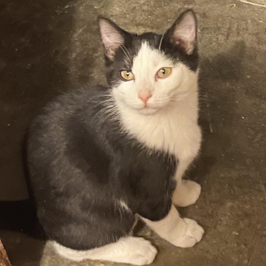 Wednesday, ADOPTABLE, Kitten Female Domestic Short Hair.