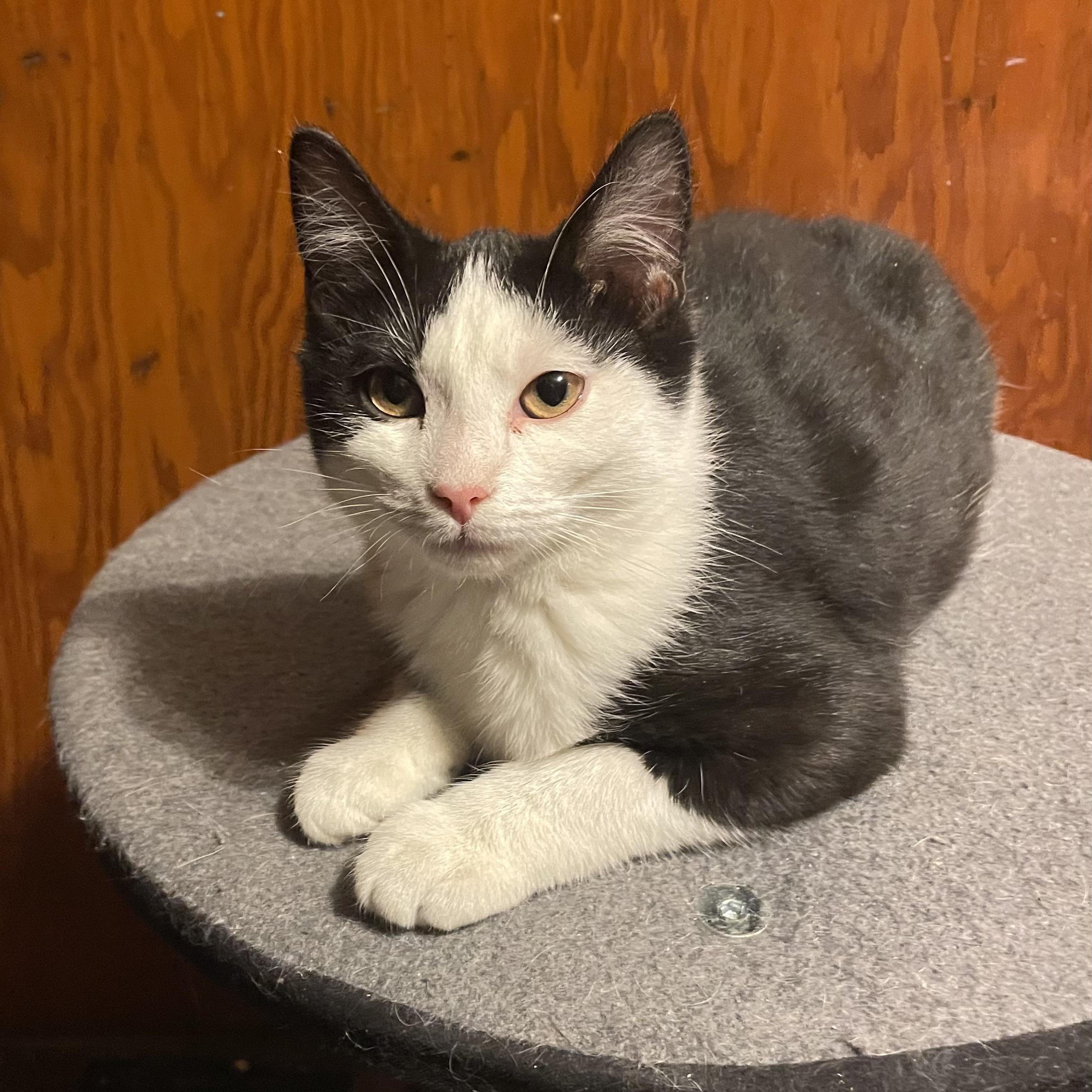 Enlarge Wednesday, an adopted mixed breed in South Park, PA image 3/3