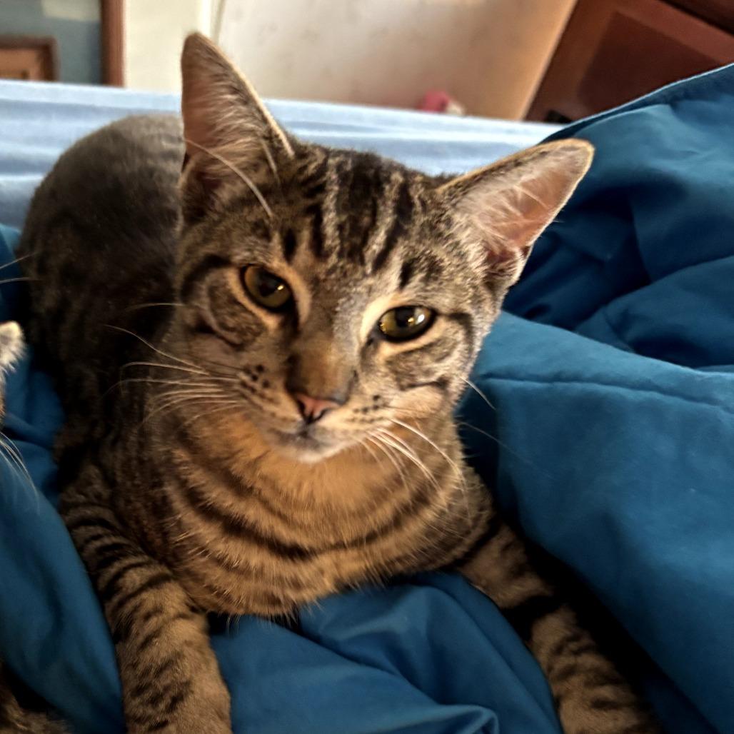 Silver, a Adoptable Domestic Short Hair in Brownsboro, AL image 1/3