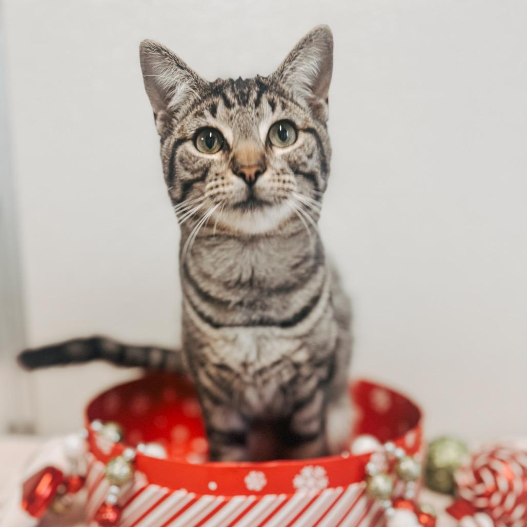 Silver, a Adoptable Domestic Short Hair in Brownsboro, AL image 2/3