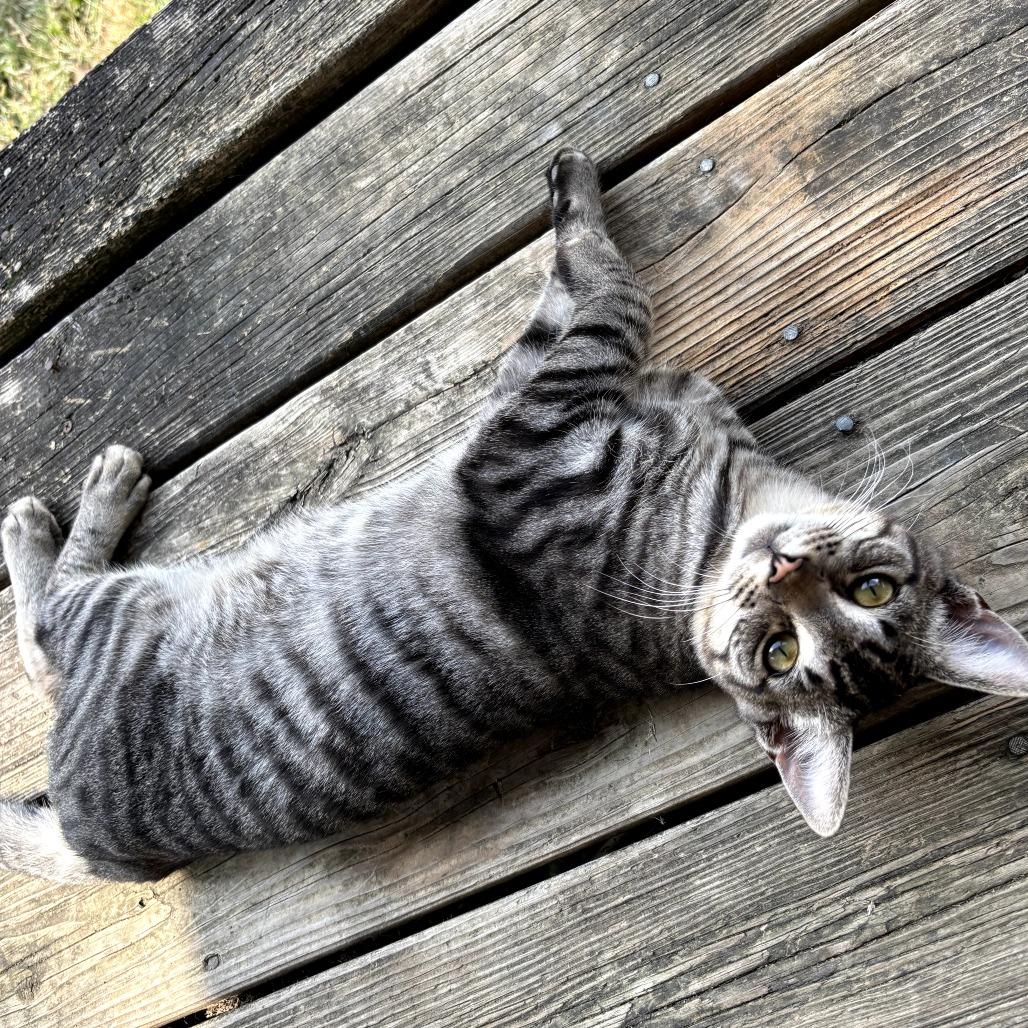 Silver, a Adoptable Domestic Short Hair in Brownsboro, AL image 3/3