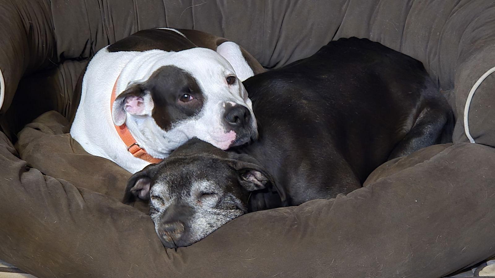 Buckley, Adoptable, Adult Male Pit Bull Terrier.