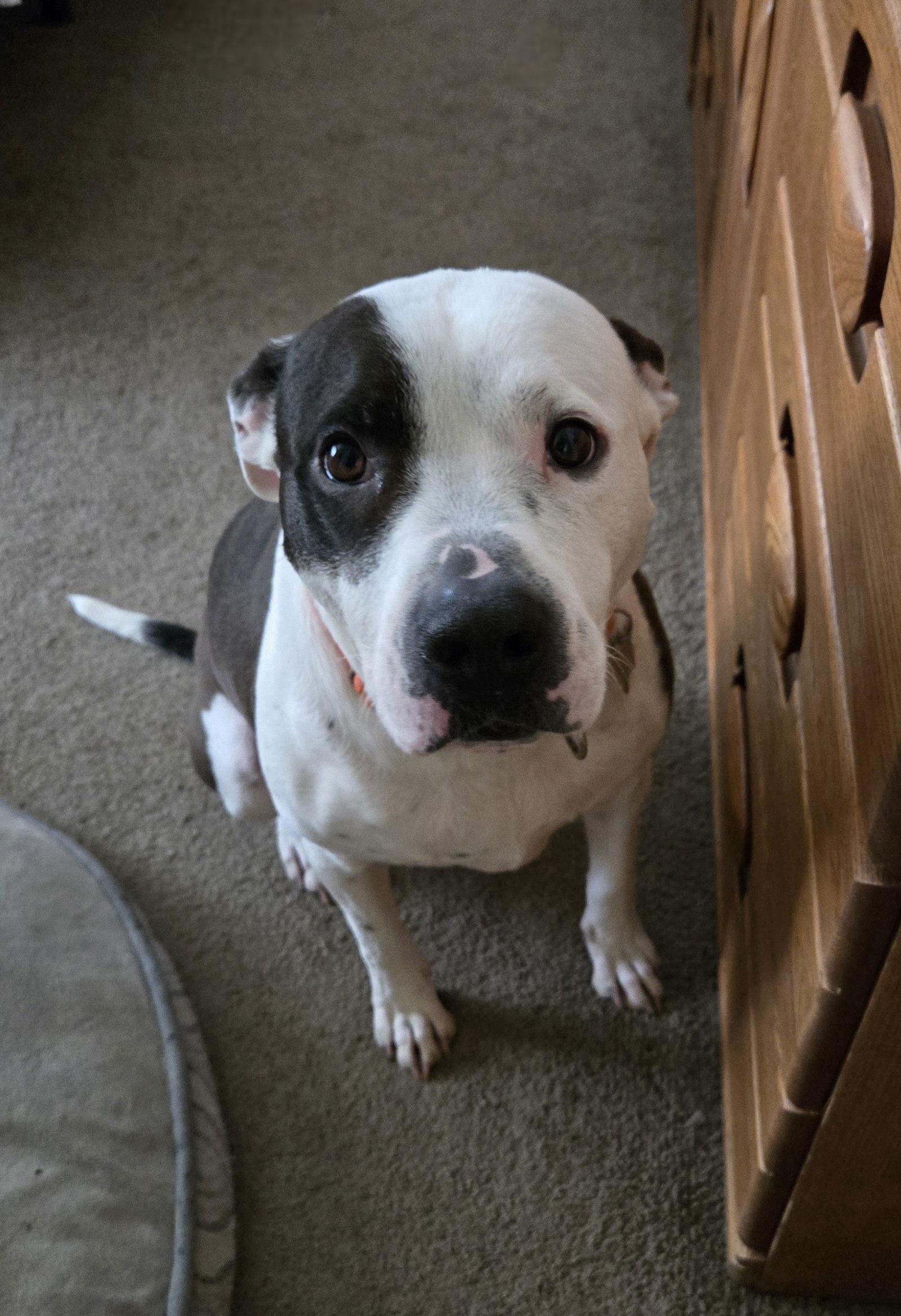 Enlarge Buckley, a Adoptable Pit Bull Terrier in Livonia, MI image 1/3