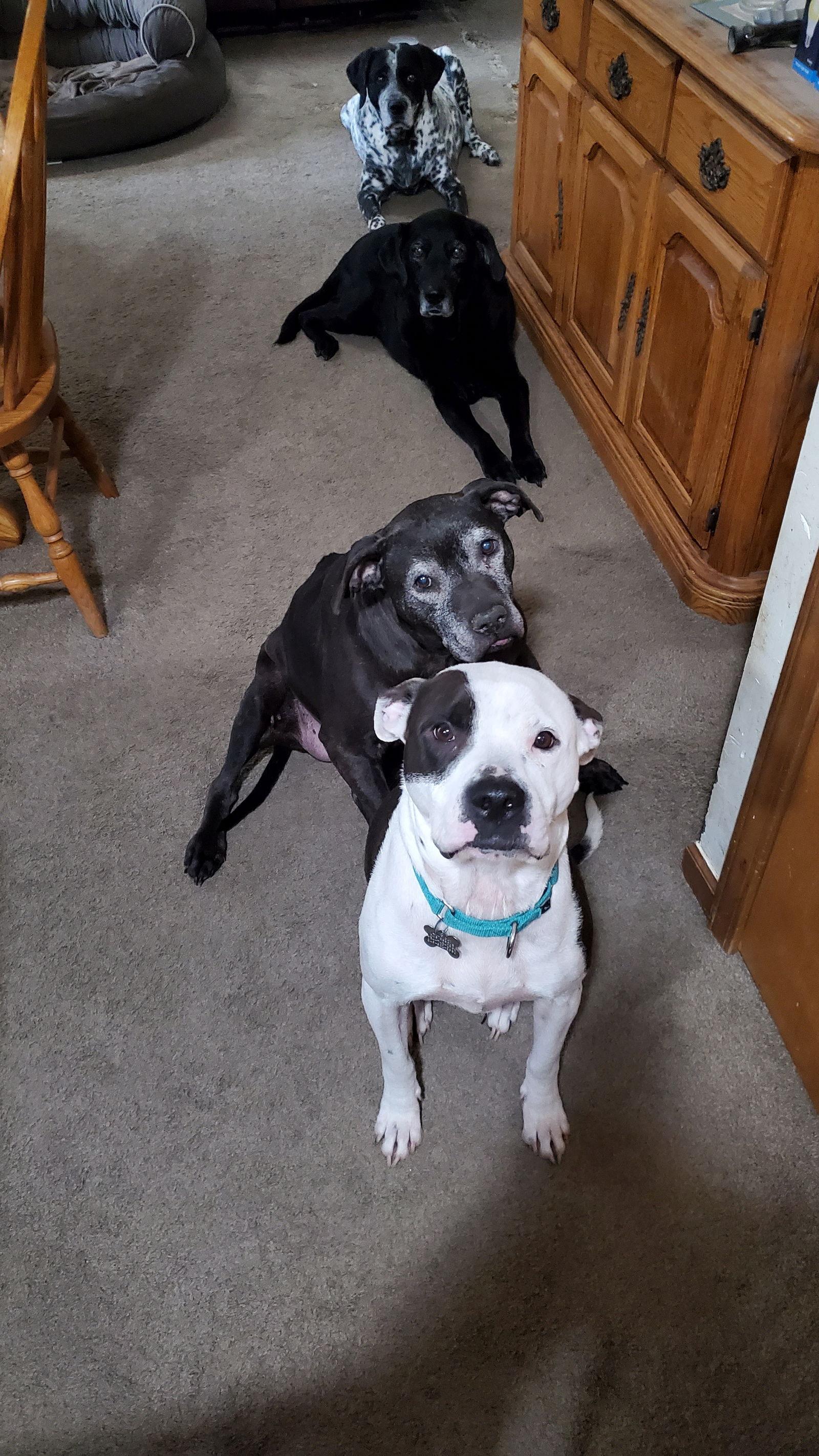 Buckley, Adoptable, Adult Male Pit Bull Terrier.